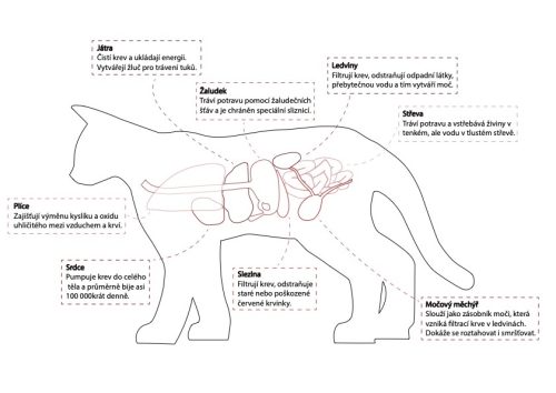 Michaela Vaňková- Maturitní práce 2025 - Zdechlina (Pracovní list)