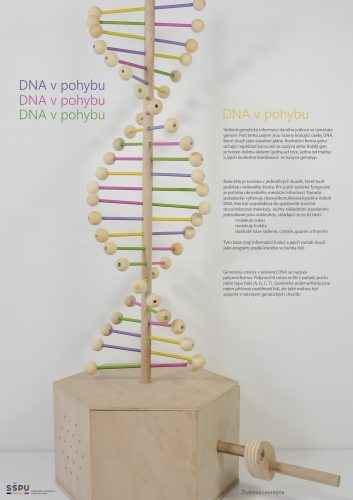 Leontýna Žvaková - DNA