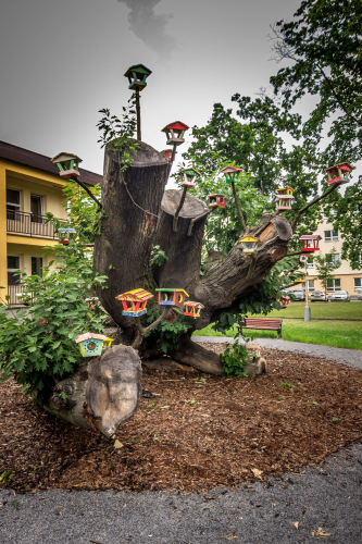 Slezská nemocnice Opava - Stromogalerie