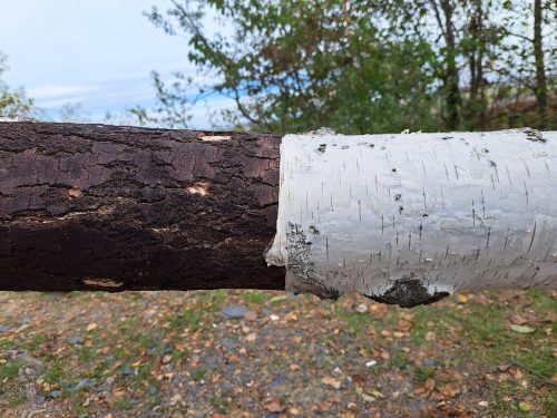 Jonáš Světlík - Land art 